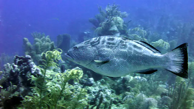 Underwater photograph by Joel Bergsma