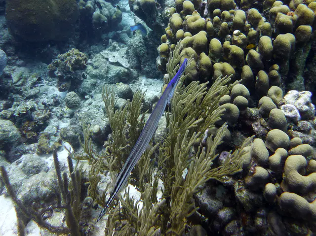 Underwater photograph by Joel Bergsma