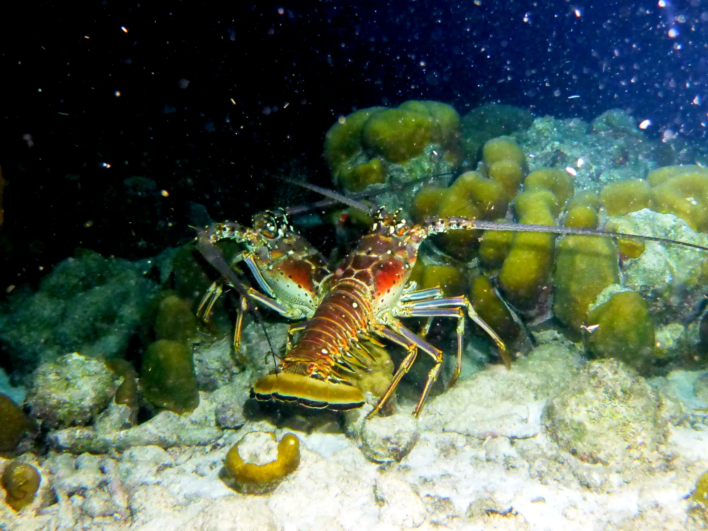 Lobster, Bonaire, 2013