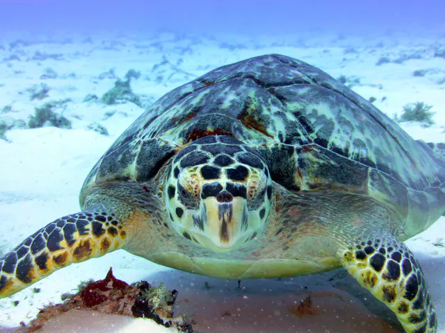 Underwater photograph by Joel Bergsma