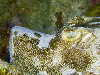 Underwater photograph by Joel Bergsma