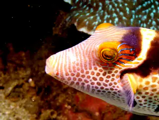 Underwater photograph by Joel Bergsma