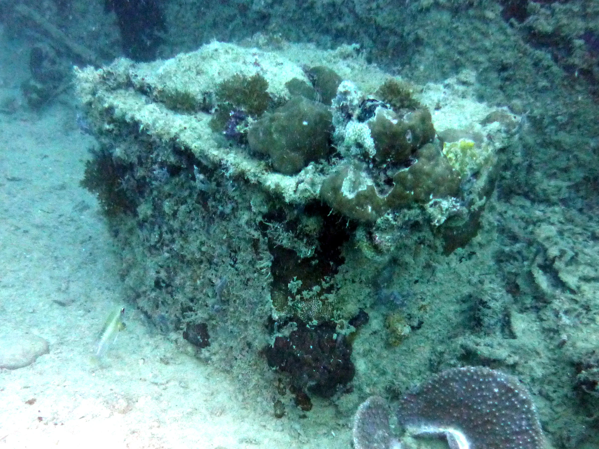 Palau underwater photograph, 2013