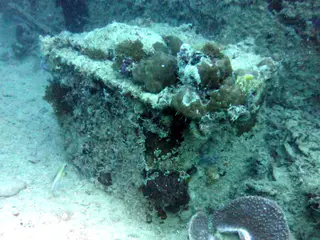 Underwater photograph by Joel Bergsma