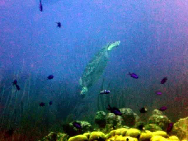 Underwater photograph by Joel Bergsma