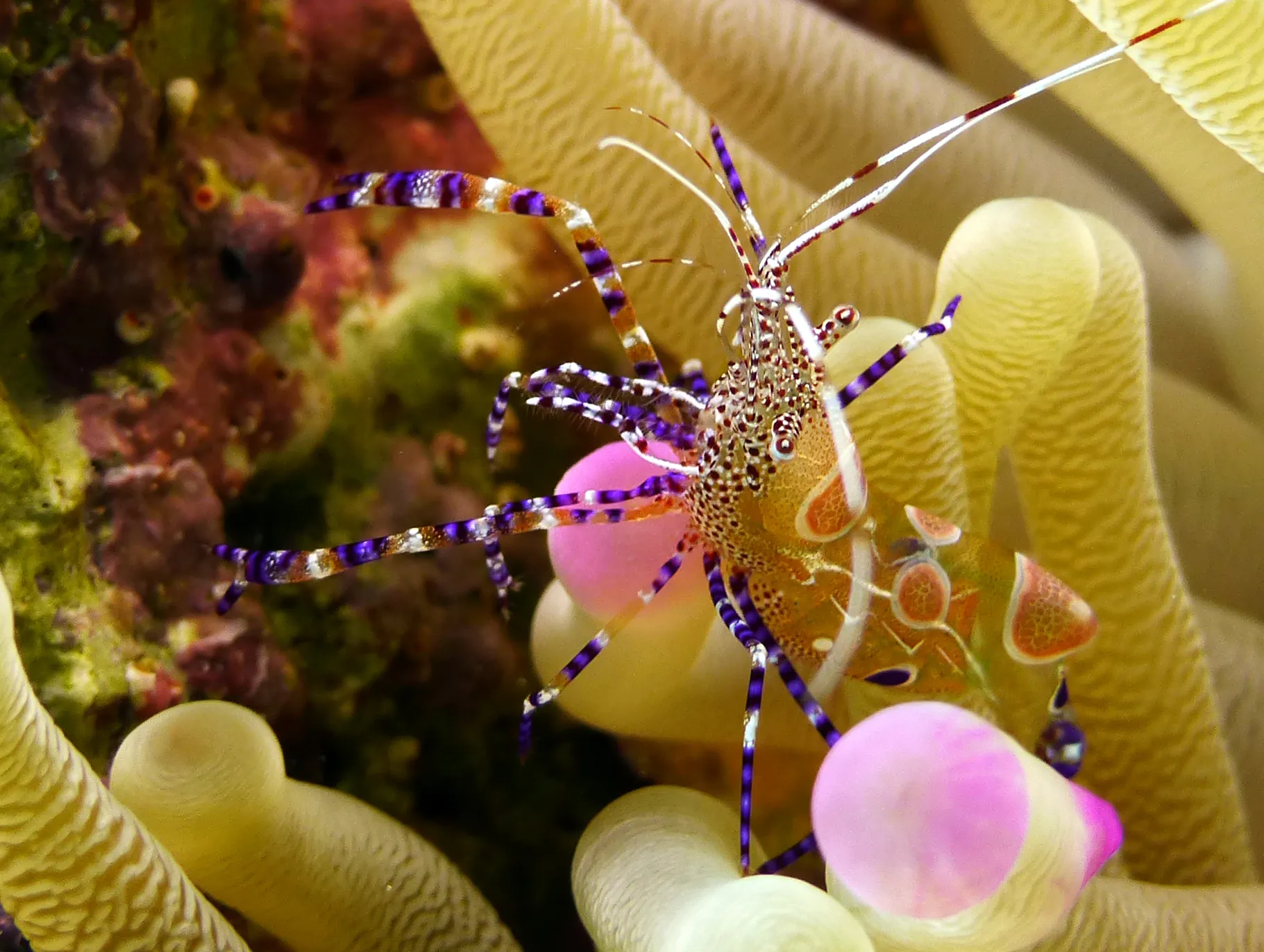Spotted Cleaner Shrimp, Curacao, 2015