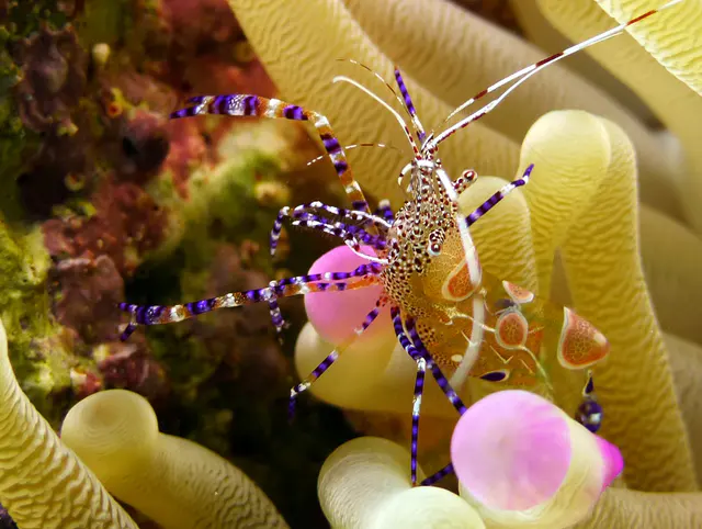 Underwater photograph by Joel Bergsma