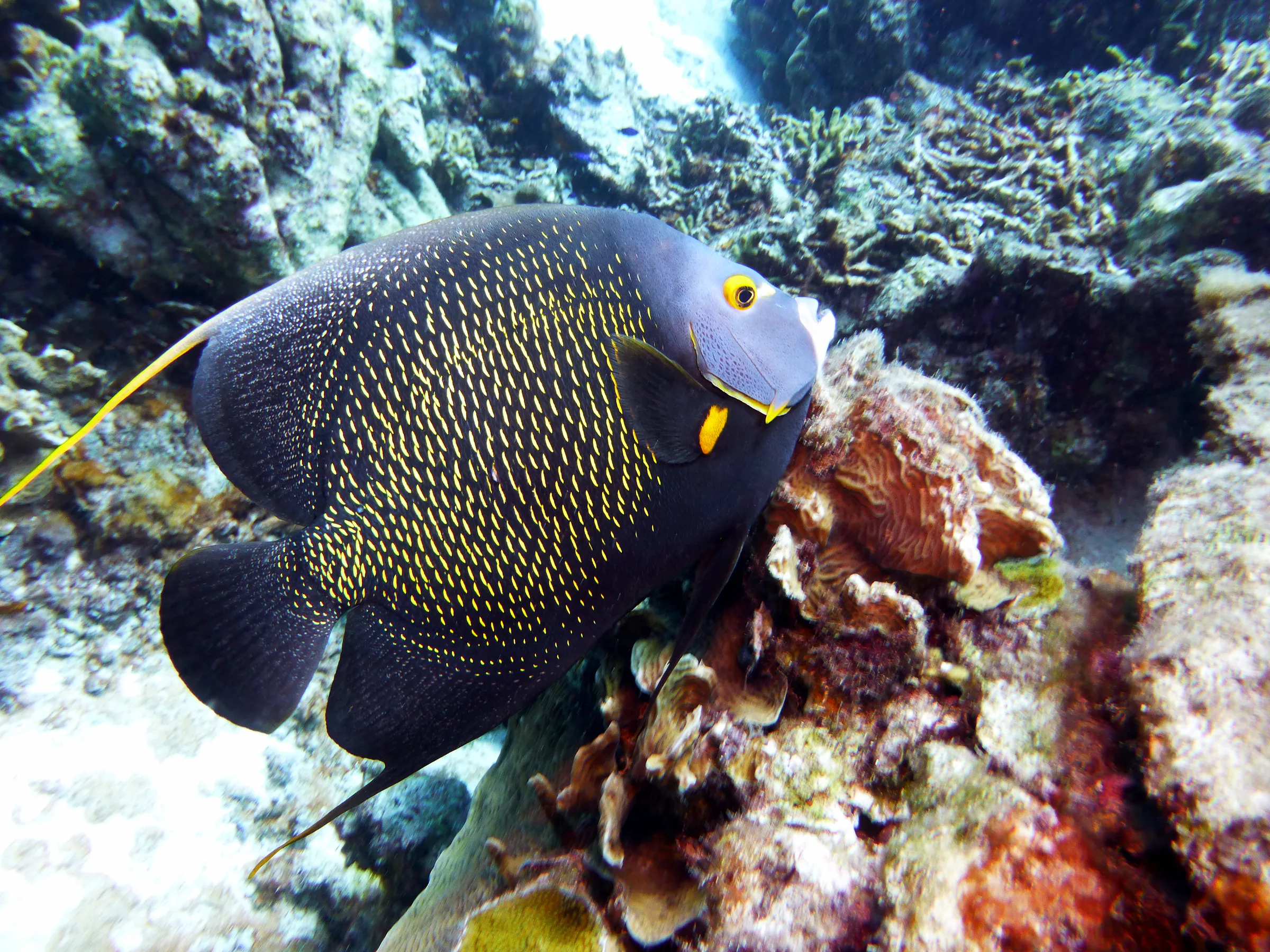 French Angelfish, Bonaire, 2013