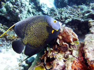 Underwater photograph by Joel Bergsma