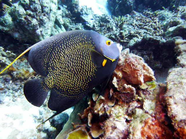 Underwater photograph by Joel Bergsma