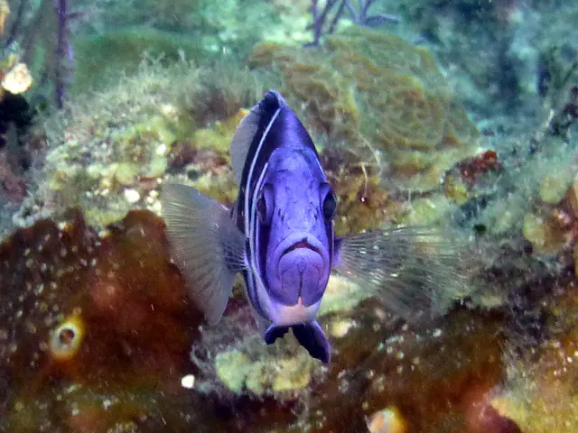 Underwater photograph by Joel Bergsma