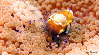 Underwater photograph by Joel Bergsma