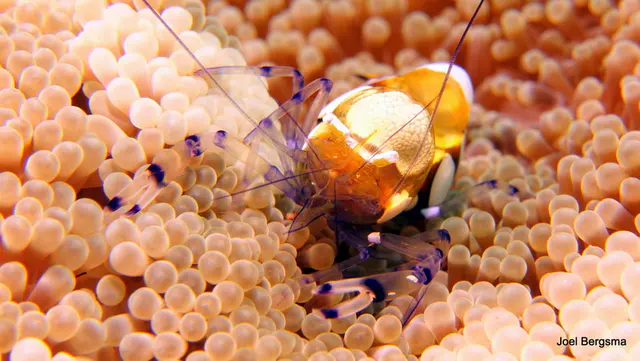 Underwater photograph by Joel Bergsma