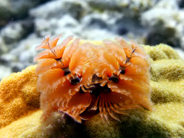 Underwater photograph by Joel Bergsma