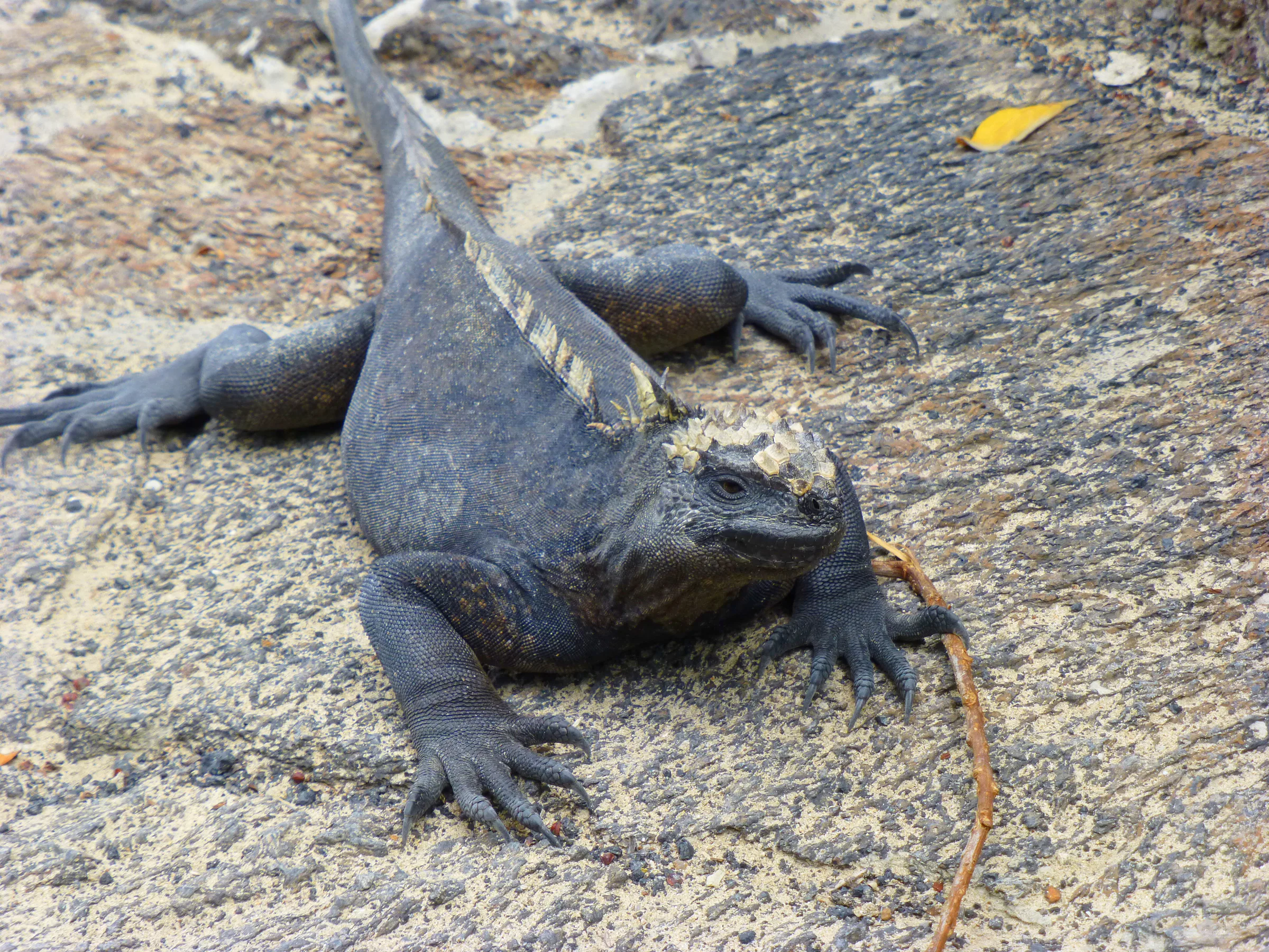 Marine Iguana