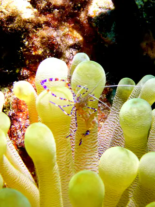 Underwater photograph by Joel Bergsma