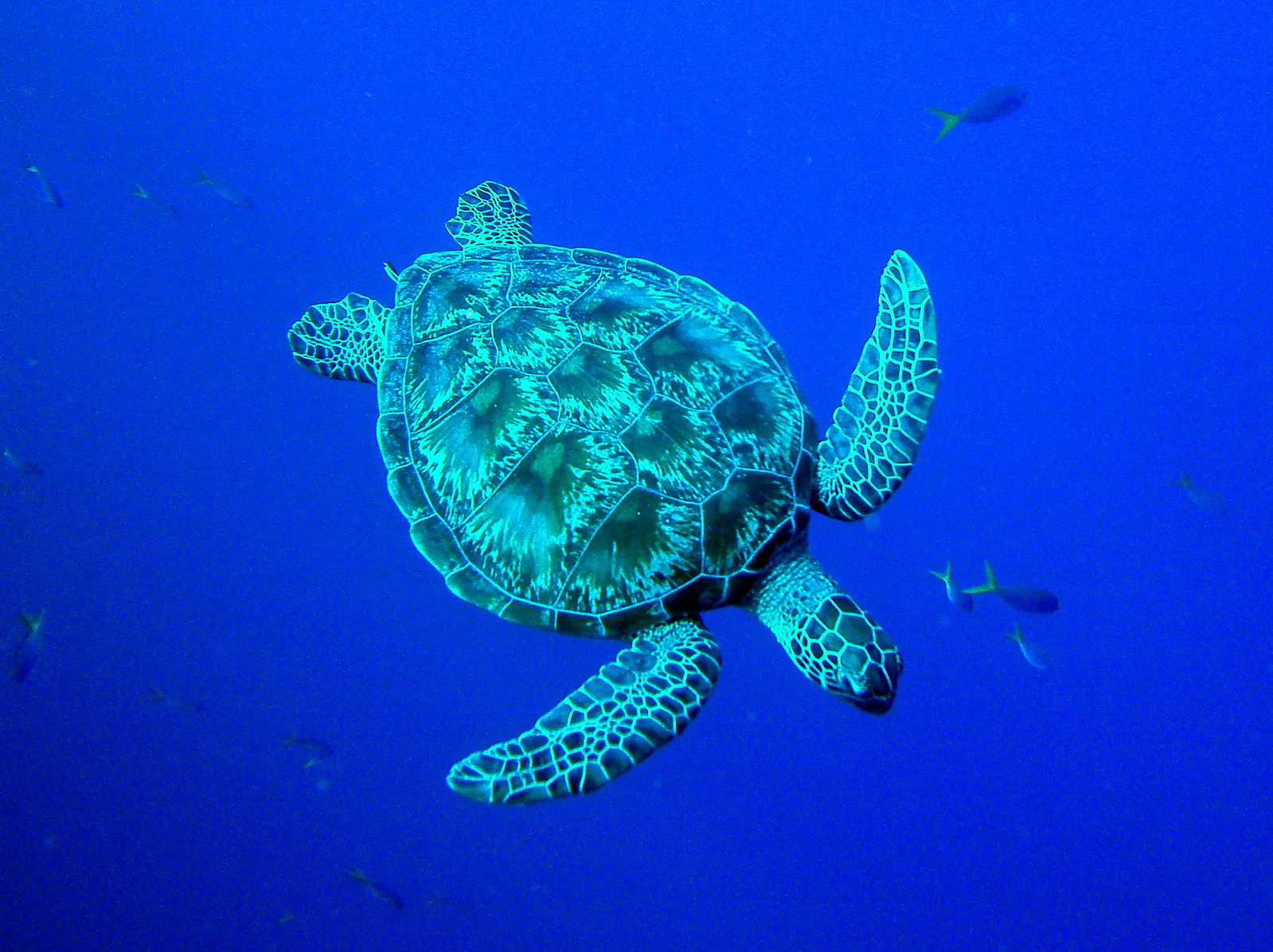 A Green Sea Turtle dives downward in front of me.