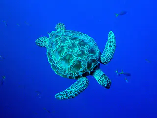 A Green Sea Turtle dives downward in front of me.