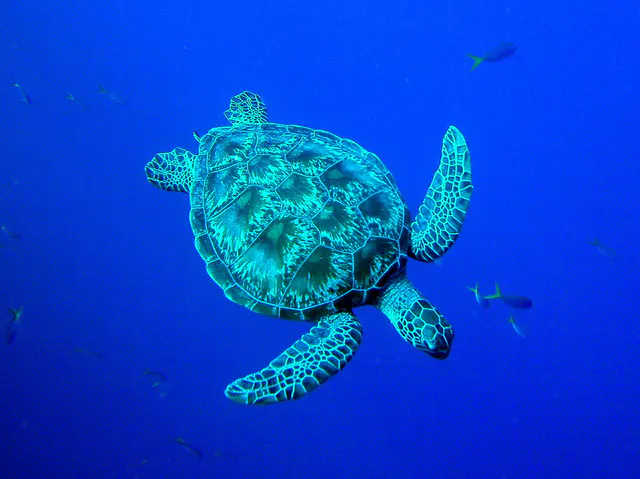 A Green Sea Turtle dives downward in front of me.