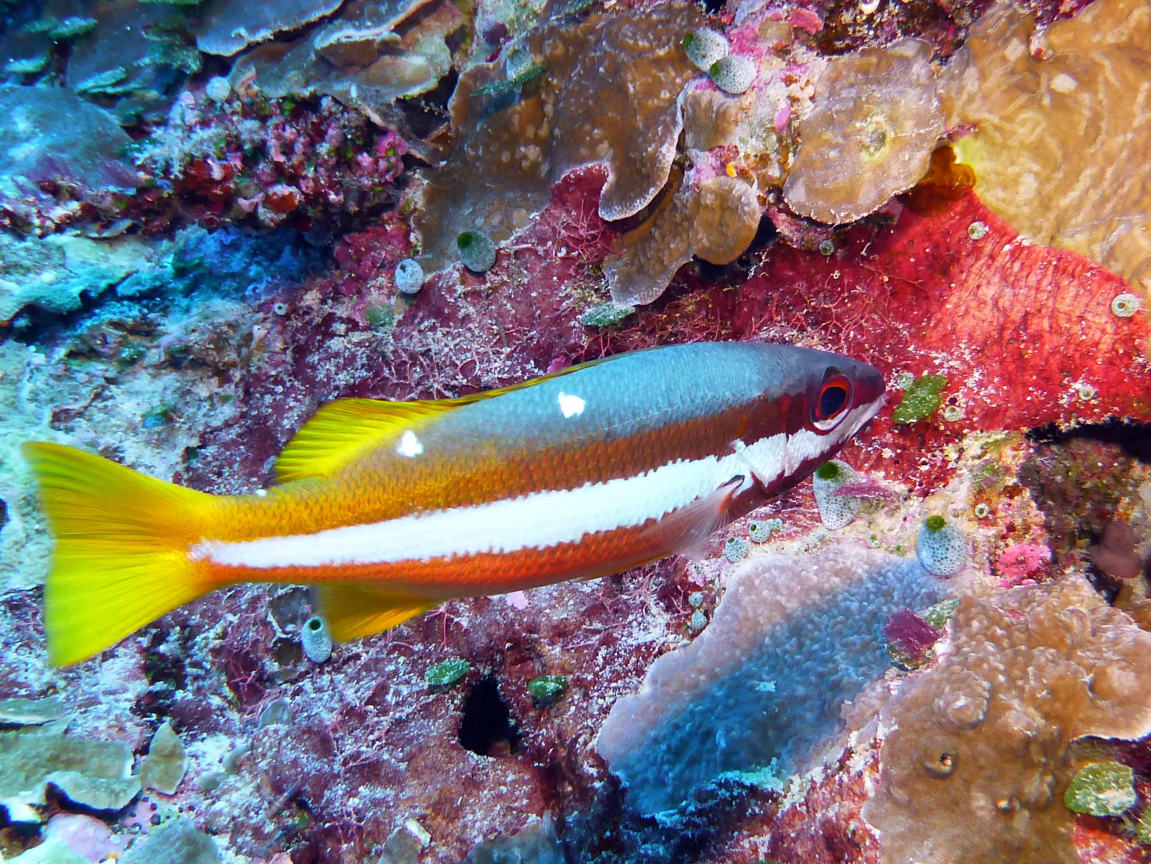 Palau underwater photograph, 2013