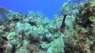 Creole Wrasse