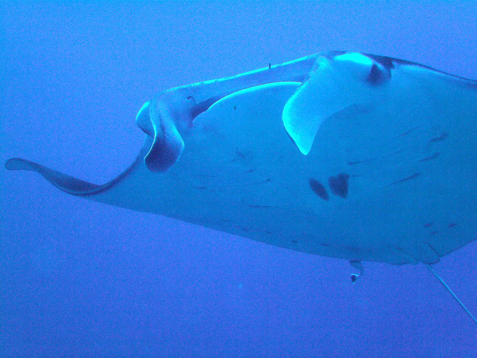 Manta Ray