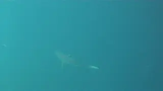 Video - Reef sharks, Turtles.  Kicker Rock. Galapagos.   I took this video with my Intova Sport Pro HD, a camera similar to the Go Pro.