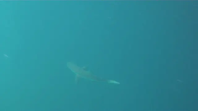 Video - Reef sharks, Turtles.  Kicker Rock. Galapagos.   I took this video with my Intova Sport Pro HD, a camera similar to the Go Pro.
