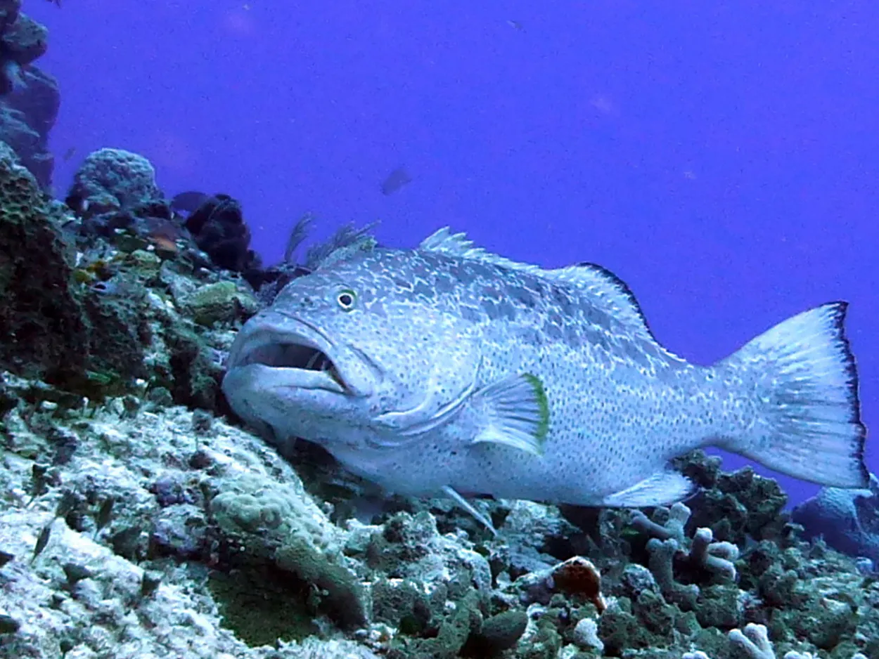 Black Grouper, Cozumel, 2014
