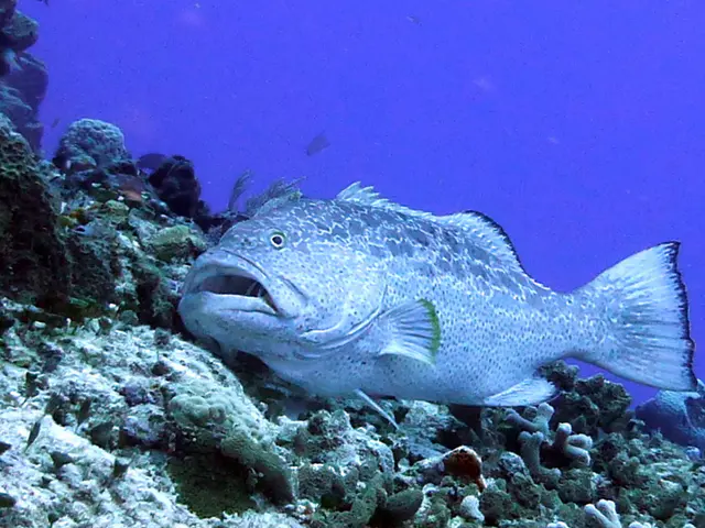 Underwater photograph by Joel Bergsma