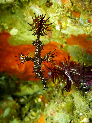Ornate Ghost Pipefish.  Gerald Allen, et al, Reef Fish Identification - Tropical Pacific (2003), page 423.