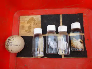 Giant Tortoise fetal development shown.