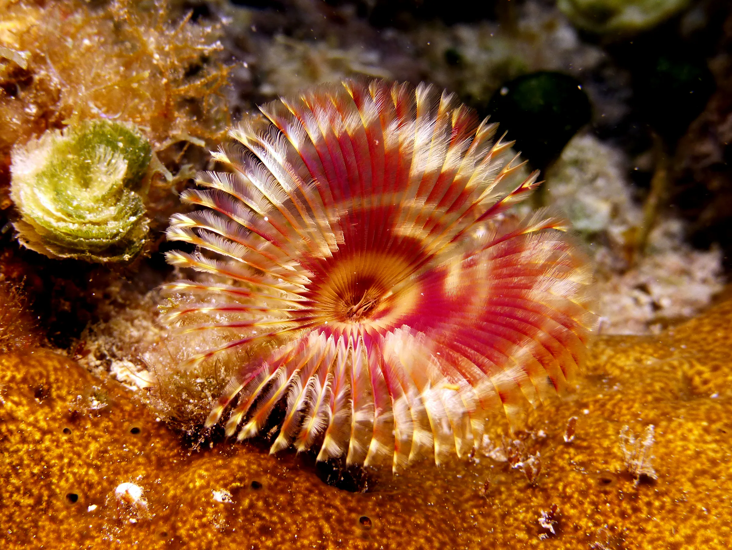 Cozumel underwater photograph, 2014