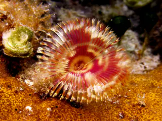 Underwater photograph by Joel Bergsma