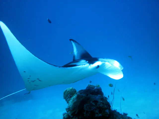 A black manta ray with white underbelly circles the cleaning station located at a coral balmy at the mouth of the German Channel, Palau.  2011-01-22.