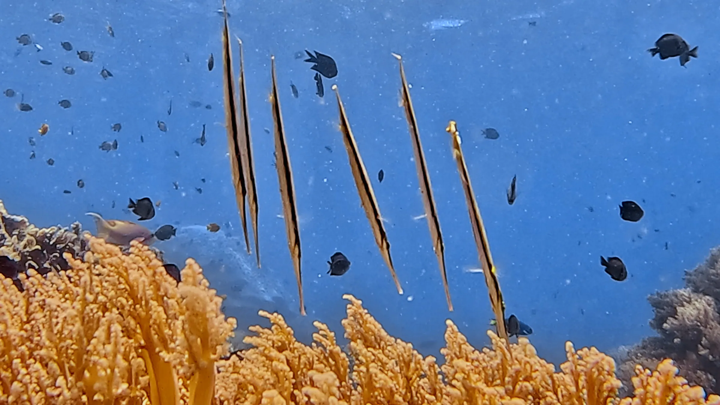 Philippines underwater photograph, 2026