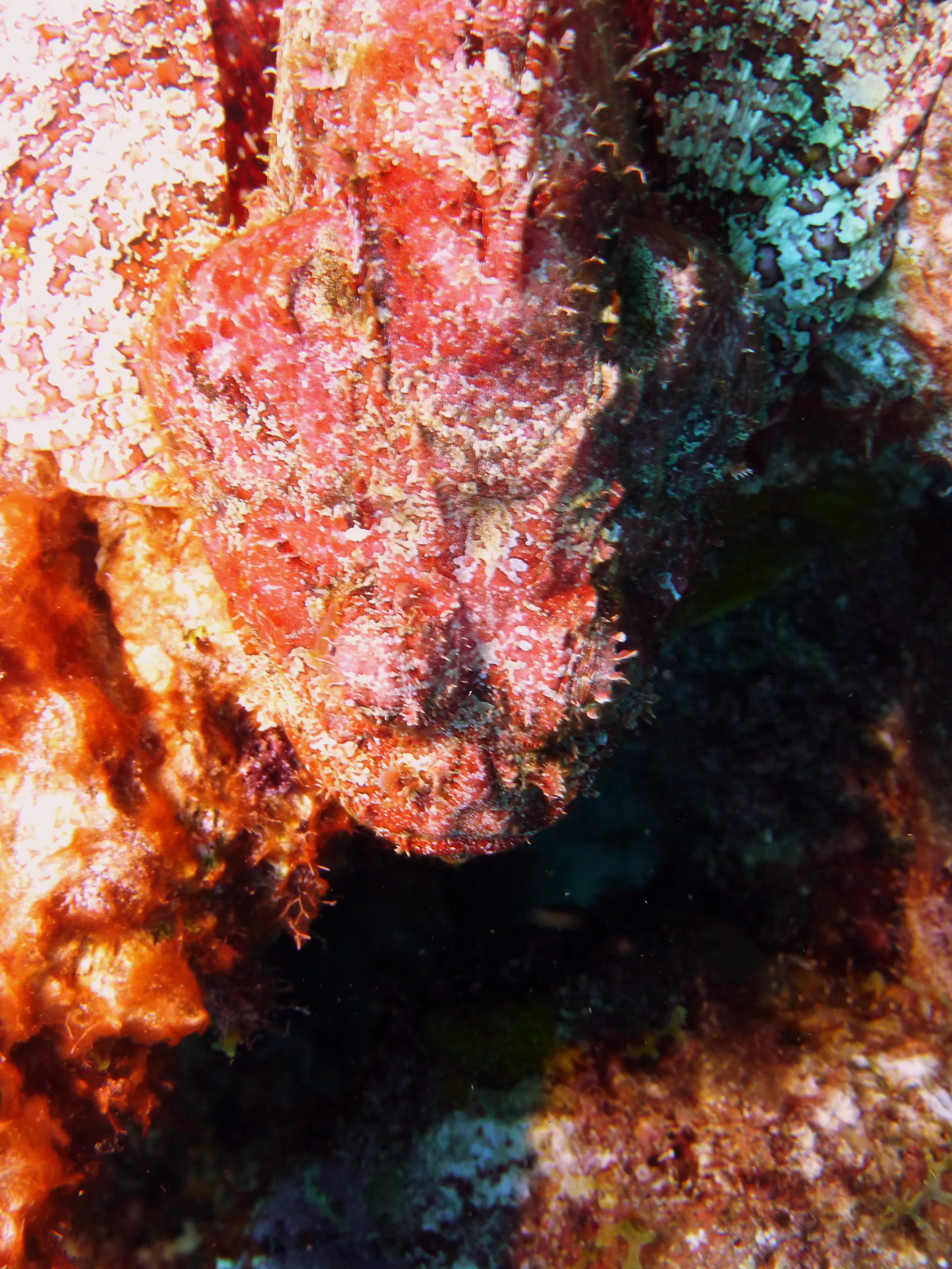 Scorpionfish, Bonaire, 2013