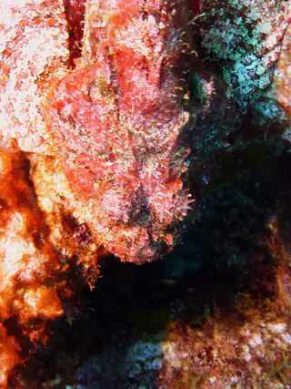 Underwater photograph by Joel Bergsma