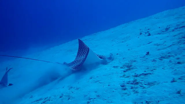 Spotted Eagle Ray