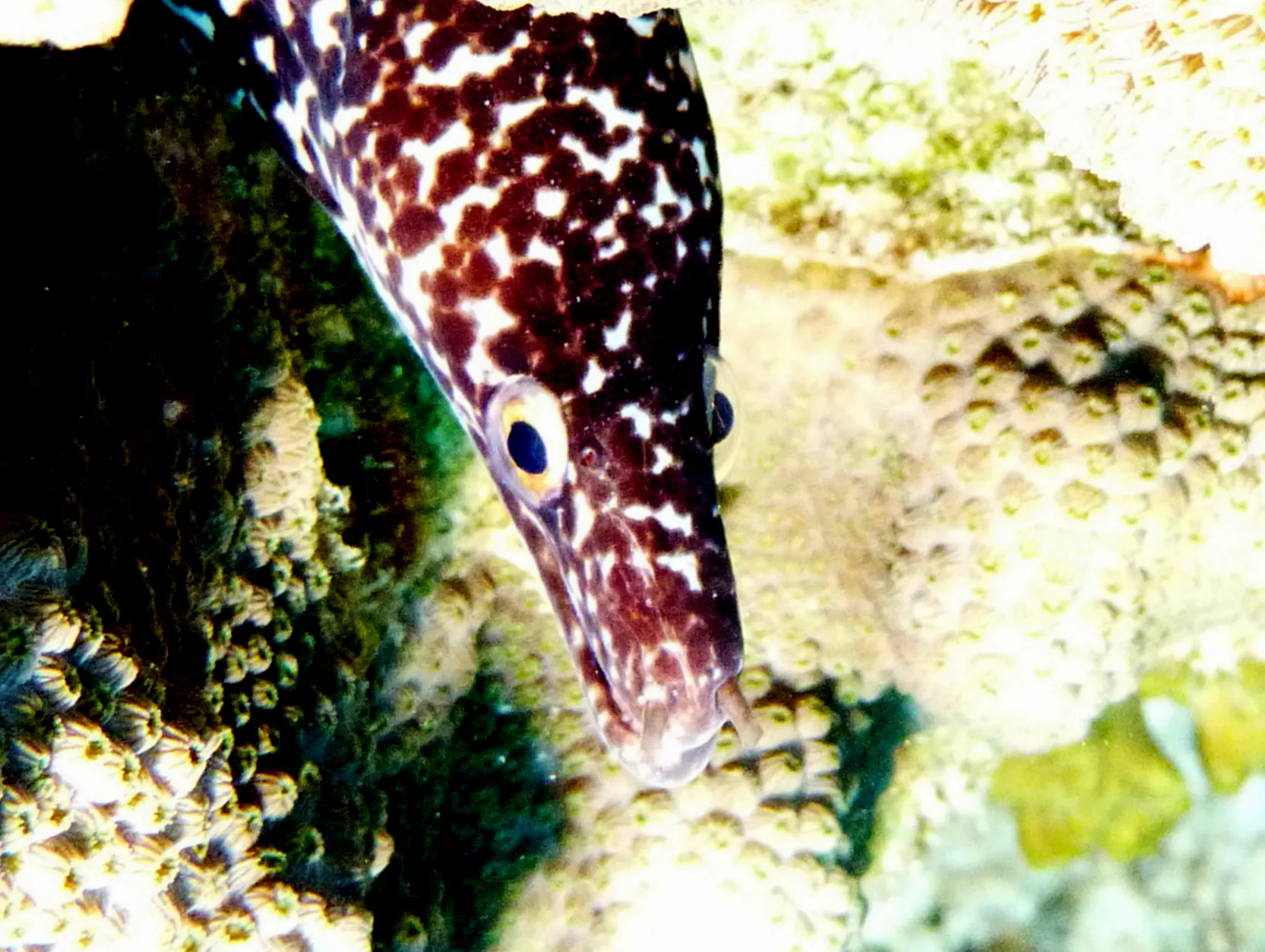 Spotted Moray Eel, Bonaire, 2013