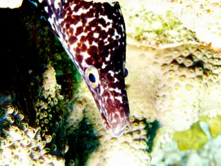 Underwater photograph by Joel Bergsma