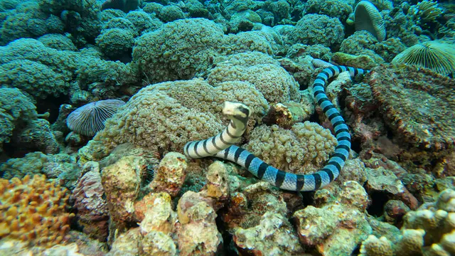 Underwater photograph by Joel Bergsma