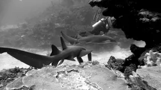 Underwater photograph by Joel Bergsma