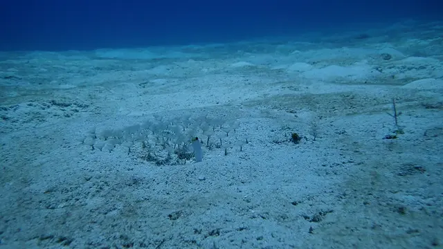 Yellowhead Jawfish