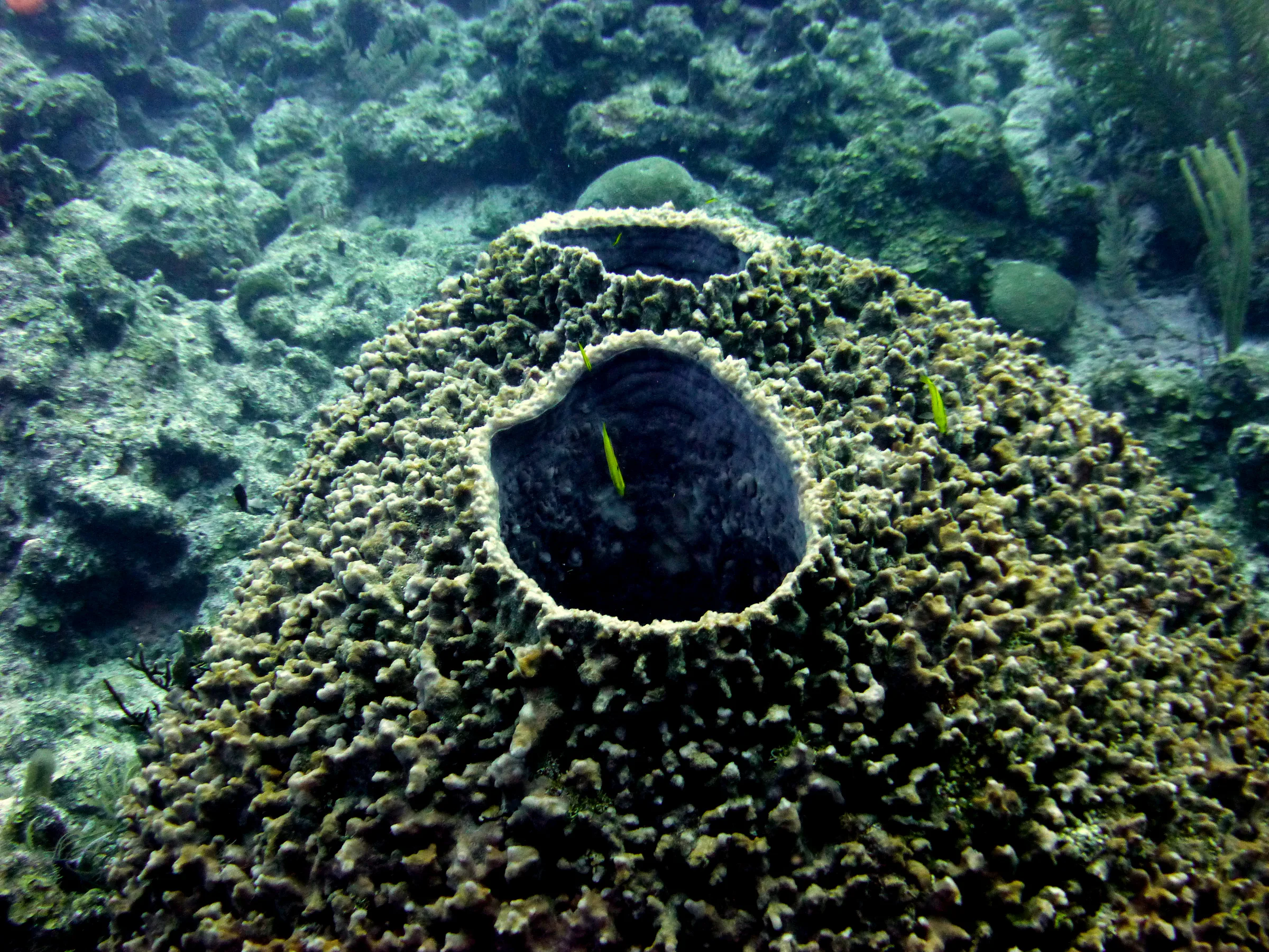 Giant Barrel Sponge, Belize, 2017