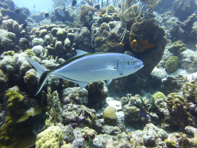 Underwater photograph by Joel Bergsma