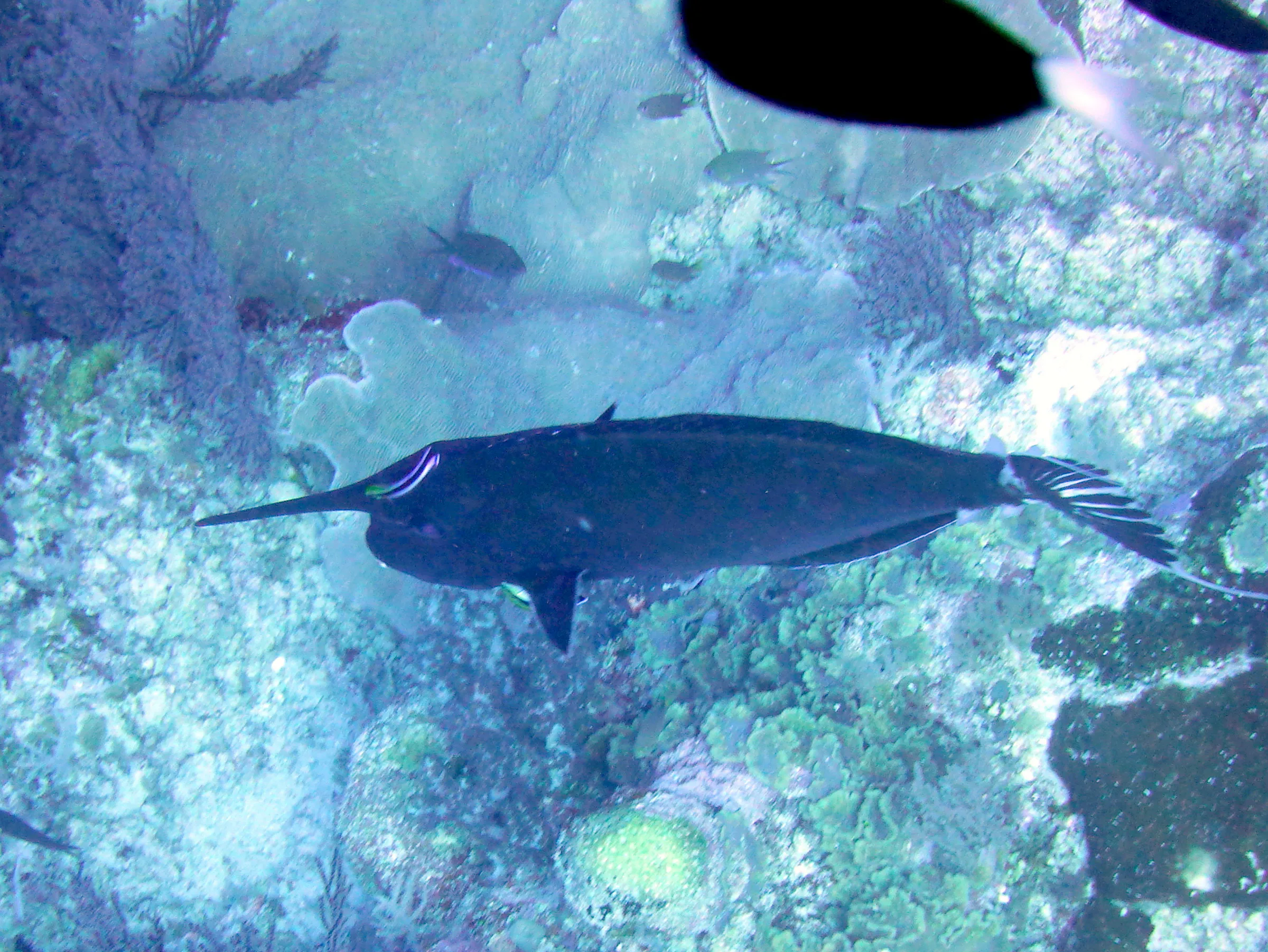 Unicornfish