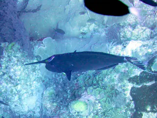 Unicornfish