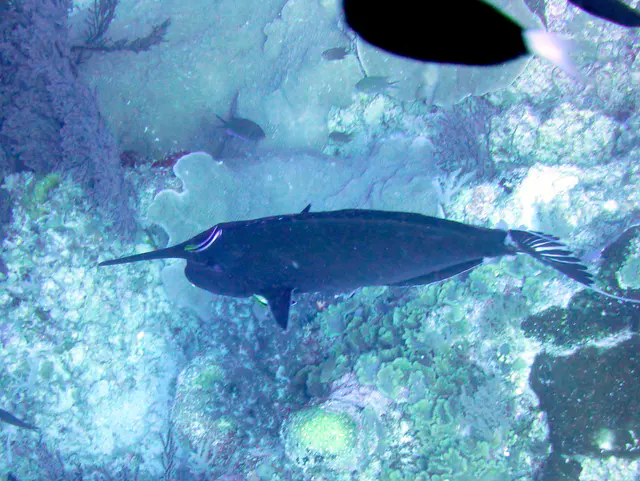 Unicornfish