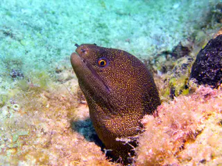 Underwater photograph by Joel Bergsma